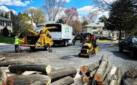 How Our Tree Care Process Works  in Lakemont, PA